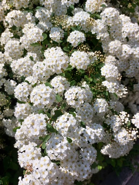 Kleine Weiße Blüten Großen Grünen Sträuchern Frühlingsblumen Zweige Mit Einer — Stockfoto