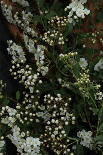 Hayvanat bahçesinde güzel bir tavus kuşu. Kuşhanede asil bir kuş. Güzel uzun tüyler