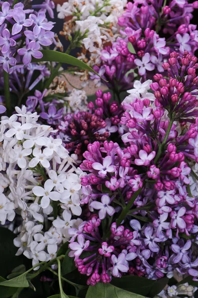 Beyaz arka planda izole edilmiş sepetteki beyaz ve mor leylak. Sulu ve parlak bahar çiçekleri