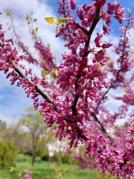 Drzewo Gałęzie Małych Różowych Kwiatów Wiosna Słoneczny Dzień — Zdjęcie stockowe
