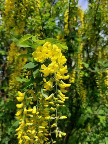 Malá Žlutá Vistárie Zelené Louce Krásný Keř Oblasti Parku — Stock fotografie