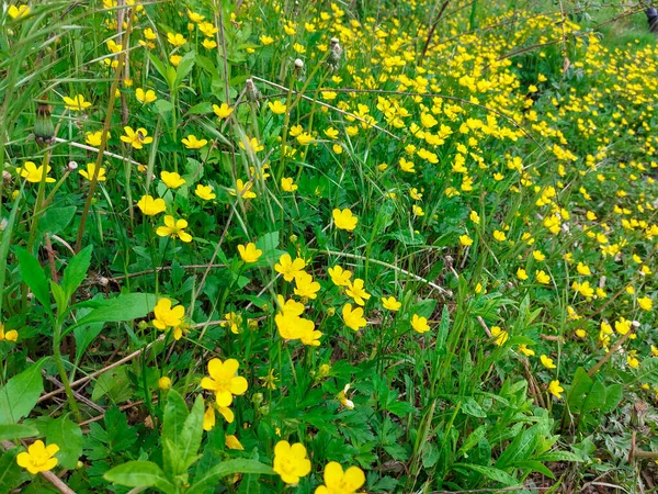 Sárga Virágok Zöld Fűben Kora Tavasszal Egy Tisztás Sárga Virágokkal — Stock Fotó