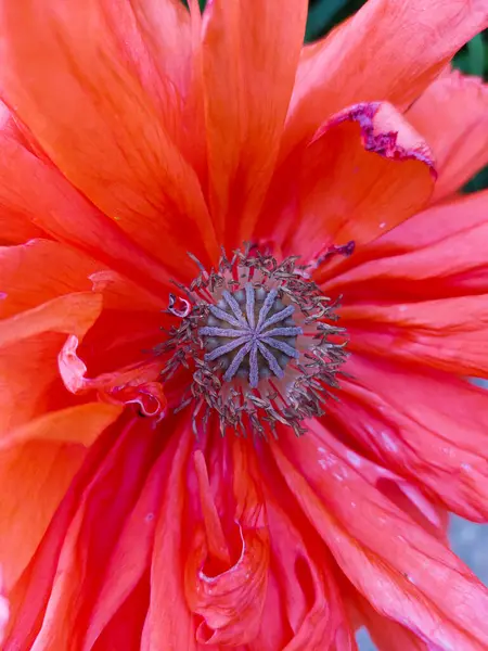 Yeşil Bir Çiçek Tarhında Büyük Bir Afyon Güzel Kırmızı Çiçek — Stok fotoğraf