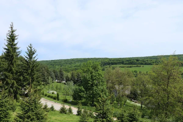 Güzel kokulu çiçekli güzel yeşil çayırlar. Parkta taze kesilmiş çimenler