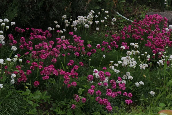 Beautiful Multicolored Flowers Green Lawn Bright Flowers Wonderful Smell Stock Photo