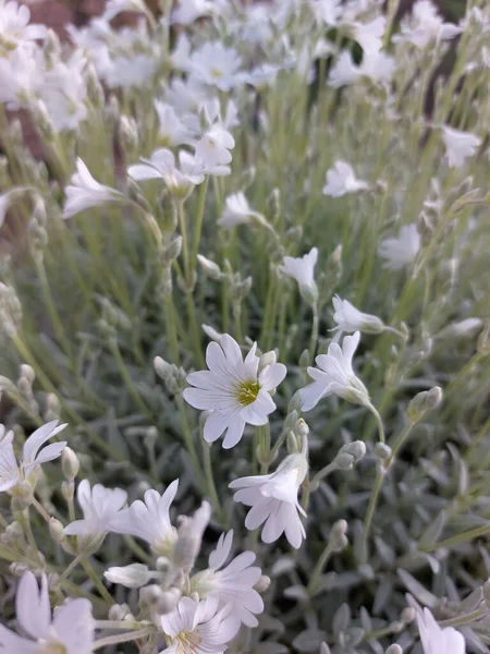 Schöne Bunte Blumen Auf Einem Grünen Rasen Leuchtende Blumen Mit — Stockfoto