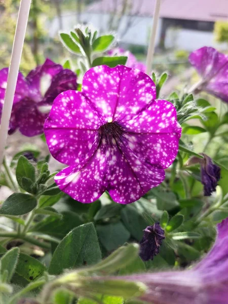 Lindas Flores Multicoloridas Gramado Verde Flores Brilhantes Com Cheiro Maravilhoso — Fotografia de Stock