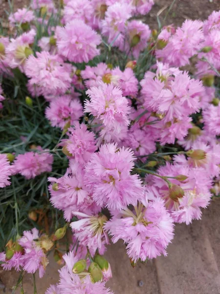 Piękne Kolorowe Kwiaty Zielonym Trawniku Jasne Kwiaty Cudownym Zapachu — Zdjęcie stockowe