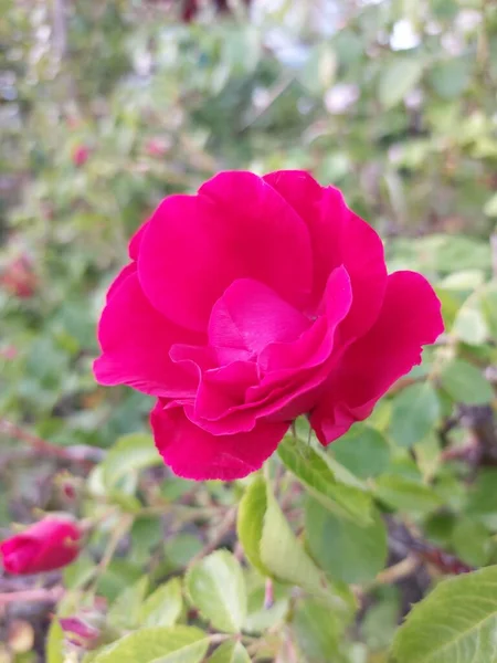 Schöne Bunte Blumen Auf Einem Grünen Rasen Leuchtende Blumen Mit — Stockfoto