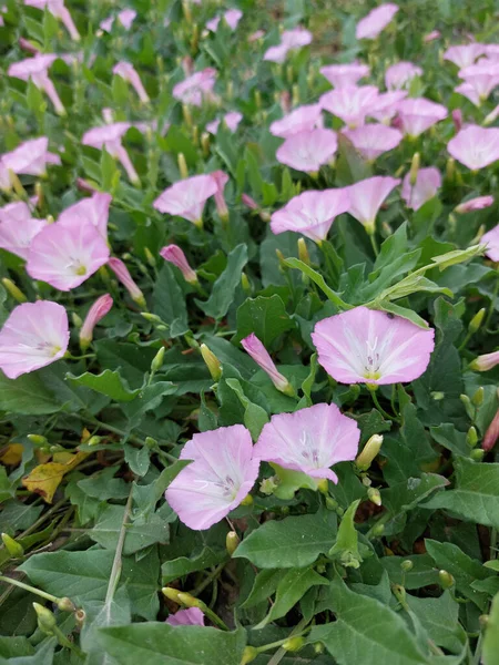 Yeşil çimenlikteki çok renkli güzel çiçekler. Harika kokulu, parlak çiçekler..