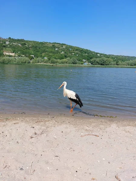 Dinyester Nehri kıyısındaki leylek. Nehir kıyısındaki siyah beyaz kuş. İnsanlara alışkın bir kuş.