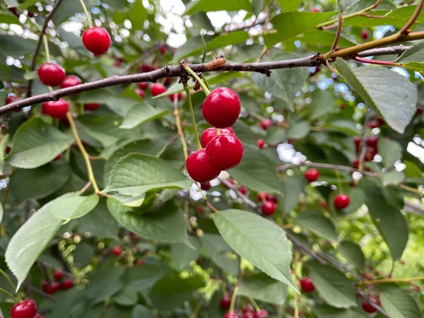 Mavi gökyüzü arka planında kiraz dalları. Yeşil dallarda küçük kırmızı meyveler.