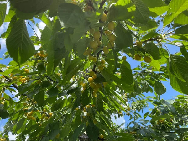 Mavi gökyüzü arka planında kiraz dalları. Yeşil dallarda küçük kırmızı meyveler.