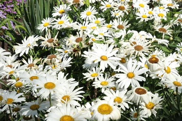 Pole Kwiatów Rumianku Rumianek Naturze Pole Rumianku Słoneczny Dzień Łonie — Zdjęcie stockowe