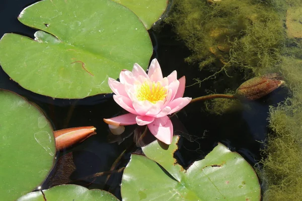Rain drips the water of a beautiful pink water lily or lotus flower into a pond for text or decorative works of art.
