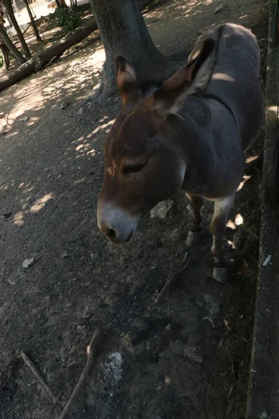 Eşek portresi. Kuzey Arjantin 'in eşekleri. Güney Amerika 'nın hayvanları. Eşek doğal ortamında. Dağda eşek..