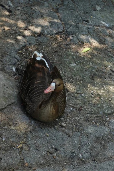 A small duck on the pond. Bird in the water. Multicolored feathered duck