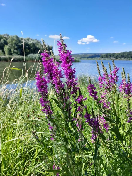 Nehir kıyısında mor çiçekler. Mavi sularda güzel kır çiçekleri