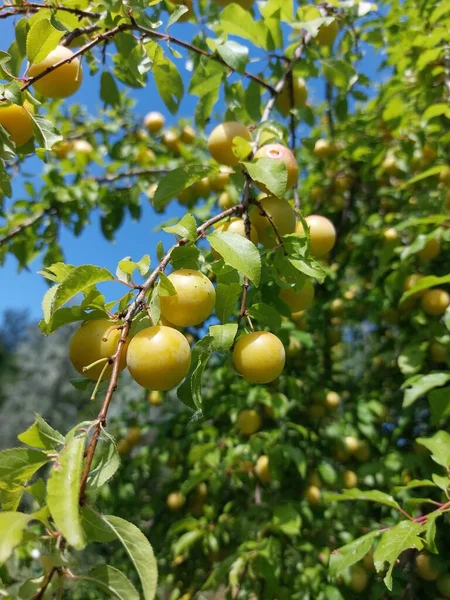 Bagas Suculentas Deliciosas Brilhantes Crescendo Uma Pequena Árvore Verde — Fotografia de Stock