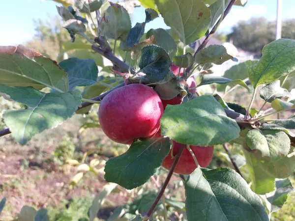 Few Red Apples Branch Hidden Green Foliage Delicious Juicy Fruits — Fotografia de Stock