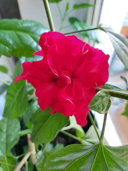 Yeşil yapraklı kırmızı amber çiçeği. Küçük bir şişkinlik. Güzel bir çiçek.