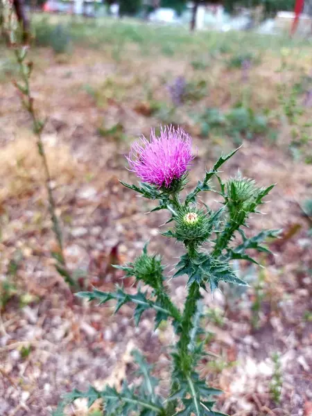 Fiori Rosa Erba Verde Primavera Viole Nell Aiuola Giornata Sole — Foto Stock