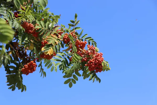 Orange Rowan Berry Green Leaves Isolated Blue Sky — Fotografia de Stock