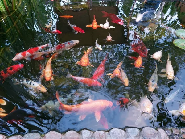 Small pond with decorative carp. Colorful fish in the pond