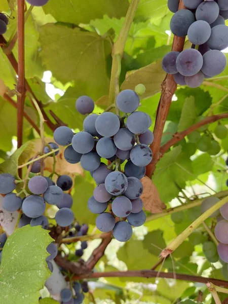 Stor Vingård Mogna Druvor Sött Vin Svarta Vindruvor — Stockfoto