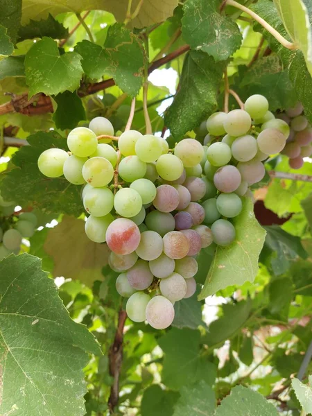 Stor Vingård Mogna Druvor Sött Vin Svarta Vindruvor — Stockfoto