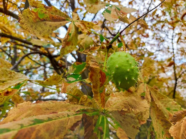 Large Green Chestnut Yellowing Tree Autumn Fruits — Stock Photo, Image