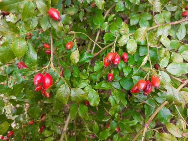 Wielkie Czerwone Jagody Zielonym Krzewie Jesienne Owoce Rosehip Herbatę — Zdjęcie stockowe