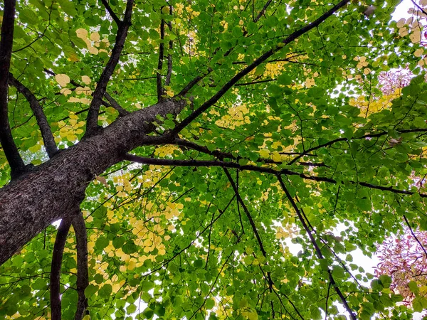 Grand Arbre Automne Aux Feuilles Vertes Jaunes Énorme Tilleul Dans — Photo