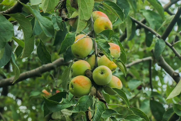 Ζουμερά Ώριμα Μήλα Ένα Πράσινο Κλαδί Κόκκινα Και Πράσινα Φρούτα — Φωτογραφία Αρχείου