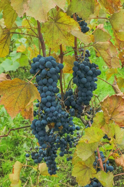 Stor Vingård Mogna Druvor Sött Vin Svarta Vindruvor — Stockfoto