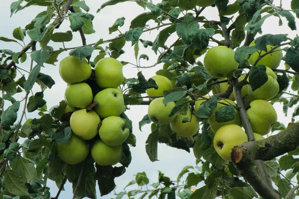 Maçãs Maduras Suculentas Ramo Verde Frutos Vermelhos Verdes Uma Pequena — Fotografia de Stock