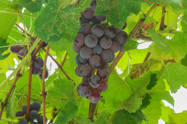 Büyük bir üzüm bağı. Olgunlaşmış üzümler. Tatlı şarap. Siyah üzümler