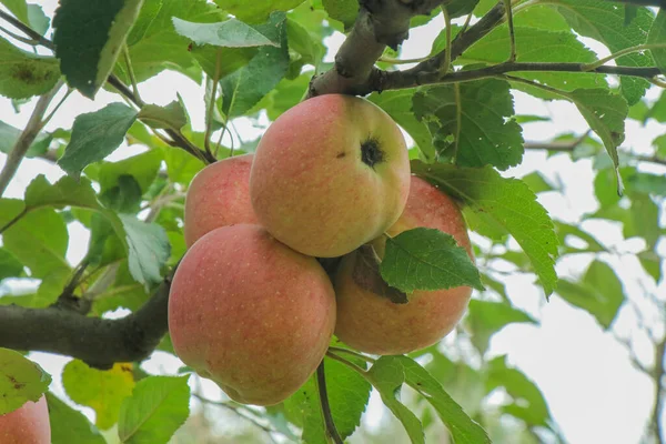 多汁的成熟苹果在绿枝上 小树上的红色和绿色果实 — 图库照片