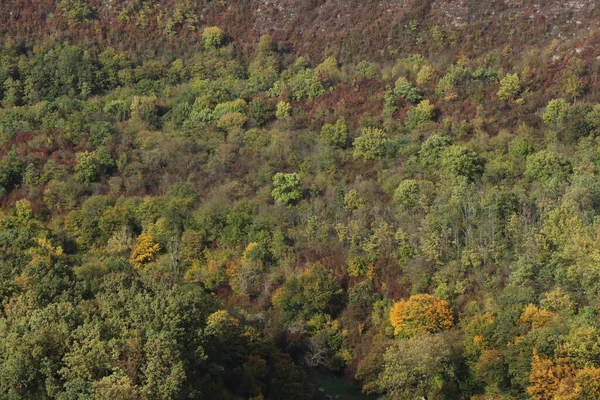 Sarı ve yeşil sonbahar ormanı. Çalılıklarda bir patika. Yol sarı yapraklarla kaplı. Büyük çam ağaçları. Ormanda hava çok güzel.