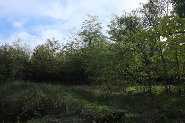 Herfst Bos Geel Groen Een Pad Het Struikgewas Weg Bezaaid — Stockfoto