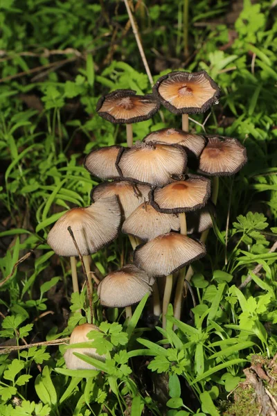 Sonbaharda beyaz-kahverengi mantar, orman çimenleri ve iğneler