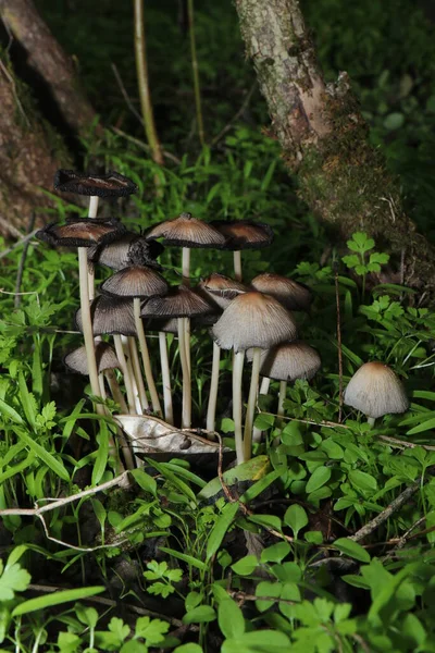 Cogumelo Branco Marrom Outono Grama Floresta Agulhas — Fotografia de Stock