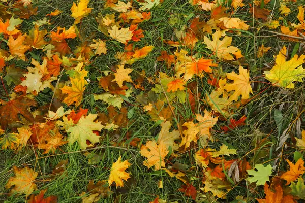 Red Yellow Maple Leaves Green Grass Autumn Leaf Fall Park — Stock Photo, Image