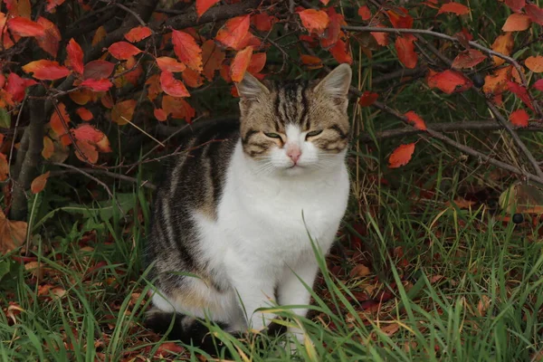 가을에는 흰색의 고양이 다채롭게 나뭇잎의 솜털같은 — 스톡 사진