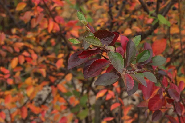 Sonbahar parkında sarı yapraklar. Düşen çok renkli yapraklar