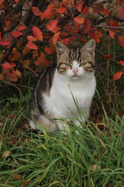 一只褐色和白色的小猫咪在树叶中显得五彩斑斓 毛茸茸的红叶朋友 — 图库照片