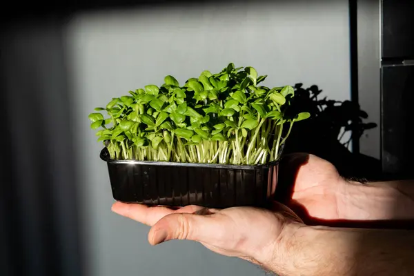 a human holds the green sprouts in the hand in the pot