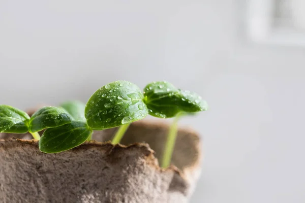 Jovem broto de pepino de perto — Fotografia de Stock