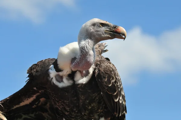 Ruppel vulture against a blue sky — Stock Photo, Image