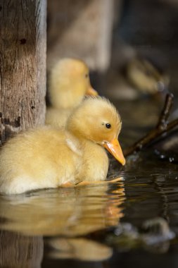 su kenarında sevimli ördek yavrusu